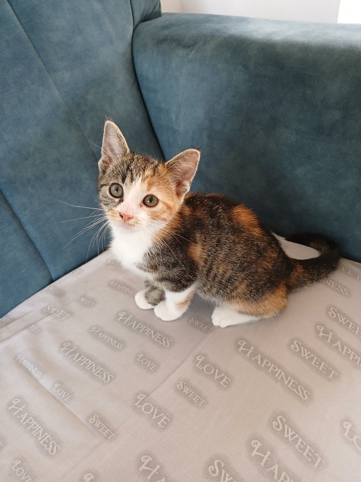 2 kitten poesjes, Poes, Kortharig, 0 tot 2 jaar