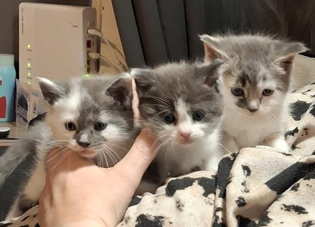 Mainecoon x, Dieren en Toebehoren, Poes