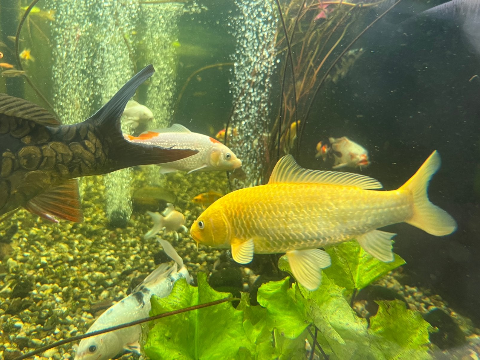Yamabuki ogon koi van 30cm, Karper of Koi