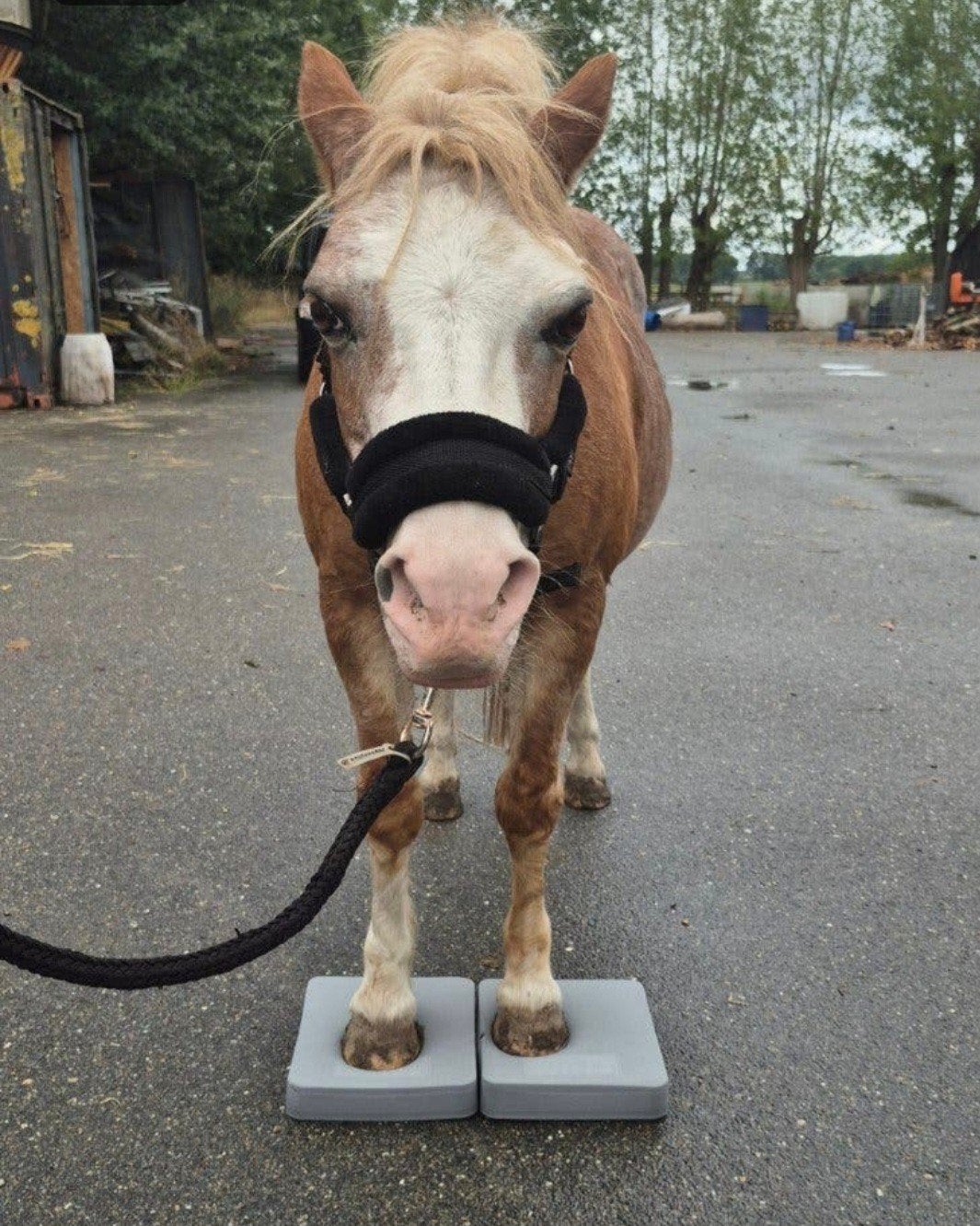 Balance Pads, Dieren en Toebehoren, Ophalen of Verzenden, Nieuw
