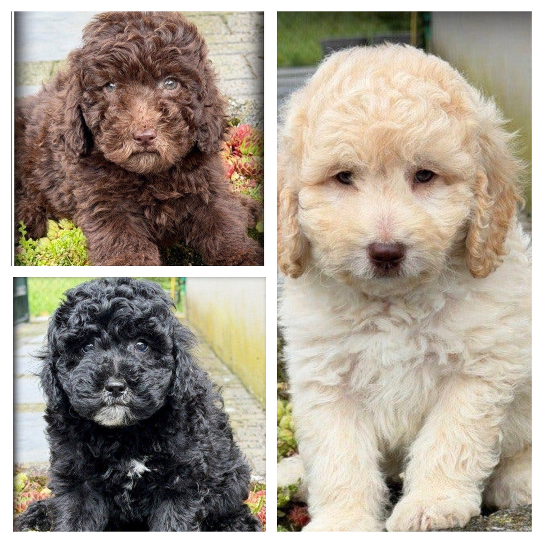 Labradoodle F4 pups. Bruin blond zwart. 40-45 cm, Nederland, Parvo, Overige rassen, 8 tot 15 weken
