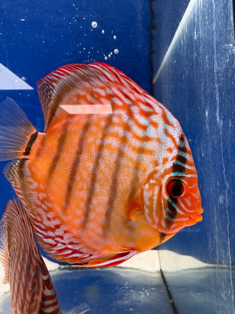discus vissen, Dieren en Toebehoren, Vis, Zoetwatervis, Schoolvis
