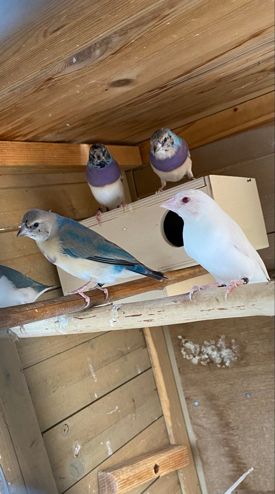 Blauwe gouldamadine, Dieren en Toebehoren, Vogels | Overige Vogels, Mannelijk, Tropenvogel, Geringd