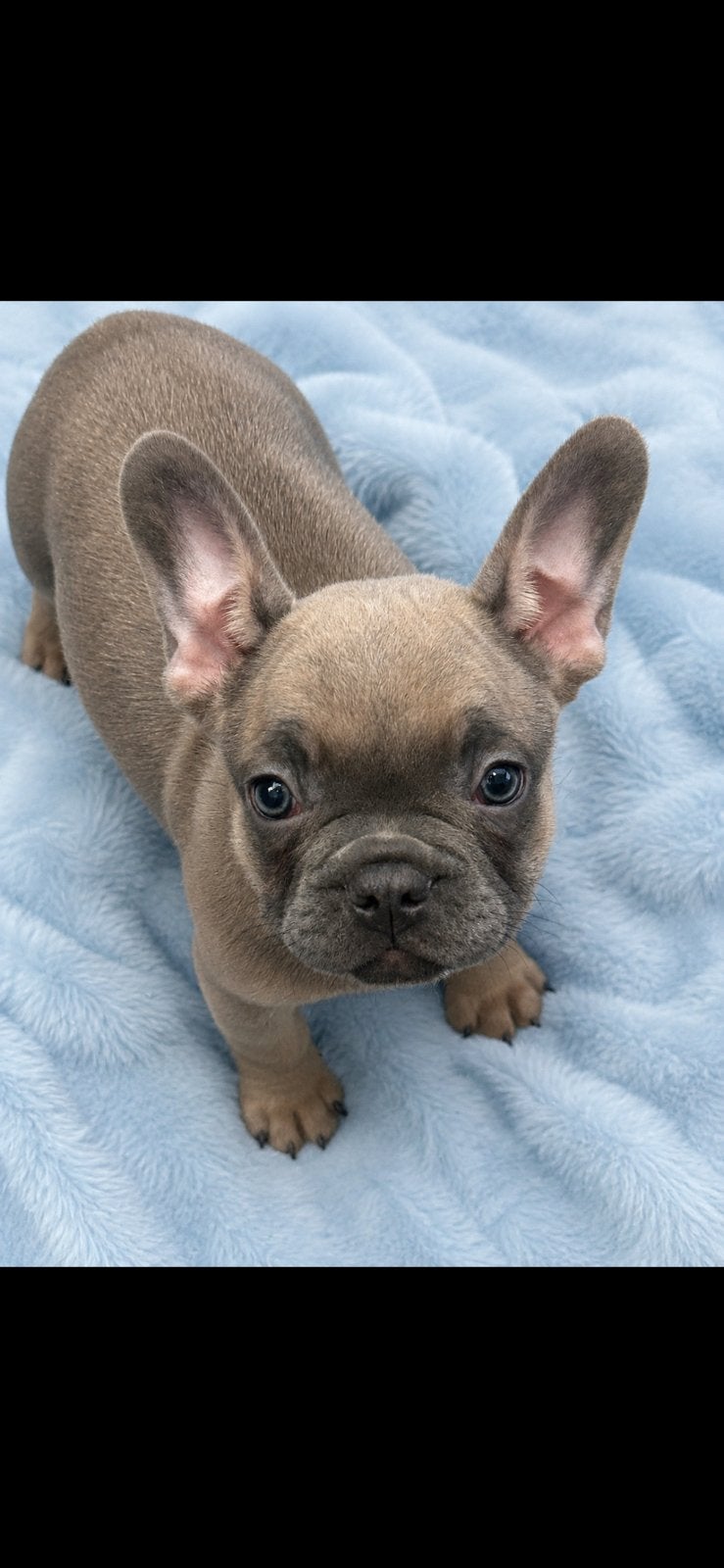 Franse bulldog pups, Dieren en Toebehoren, Parvo, Reu, 8 tot 15 weken, Bulldog