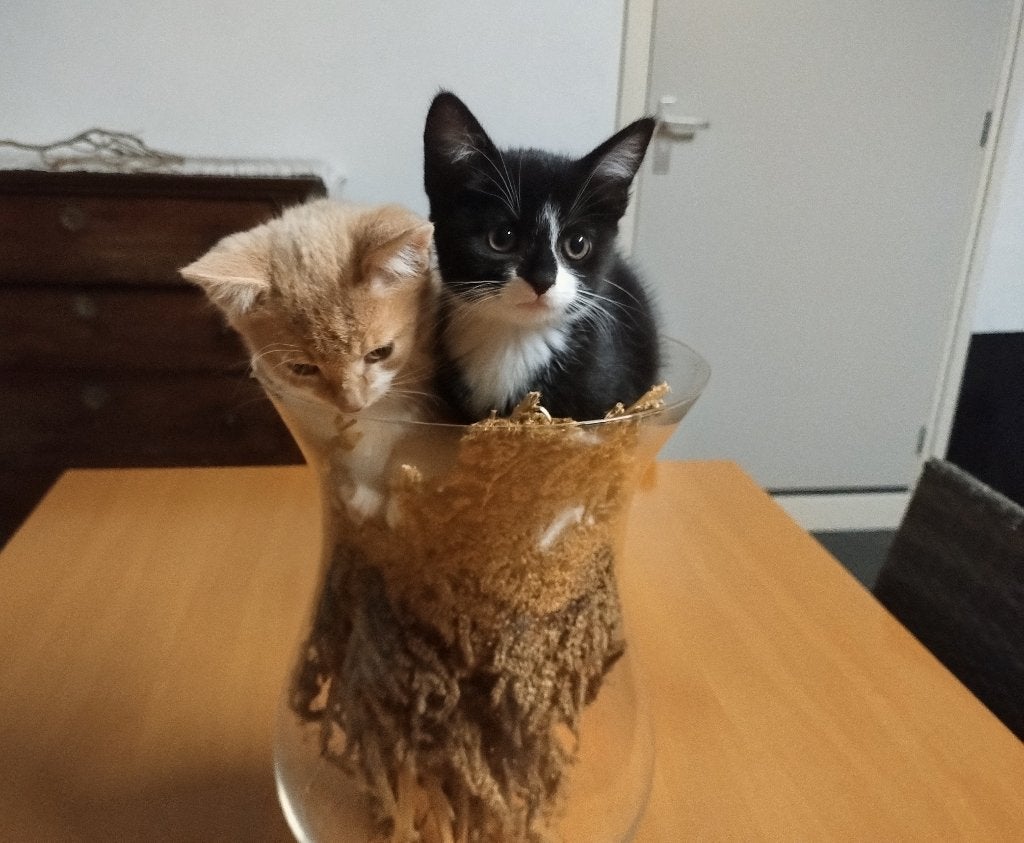 Kittens te koop, Meerdere dieren, Kortharig, 0 tot 2 jaar