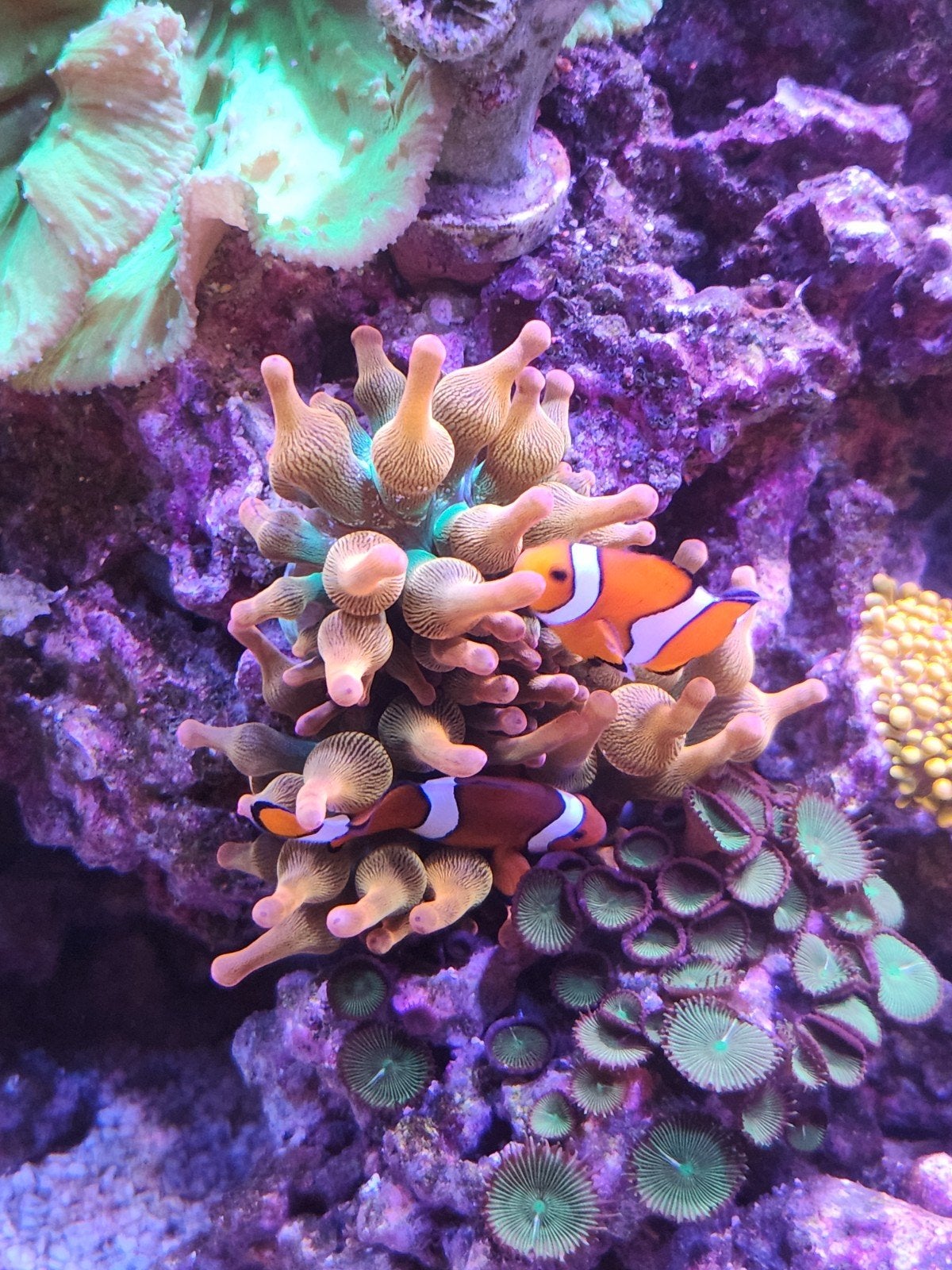 Quadricolor Sunburst Bubbletip Anemoon zeewater, Ophalen