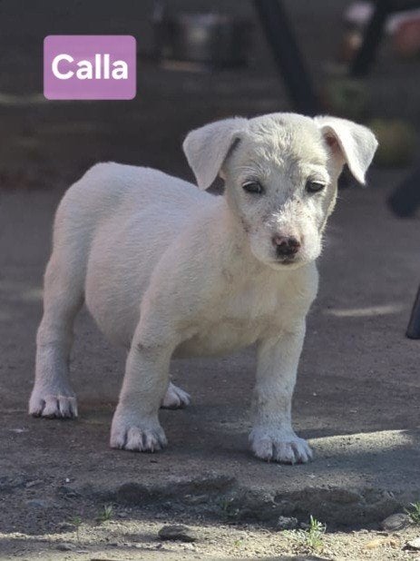 Pup Calla zoekt een baasje, 15 weken tot 1 jaar, Handelaar, Buitenland, Teef