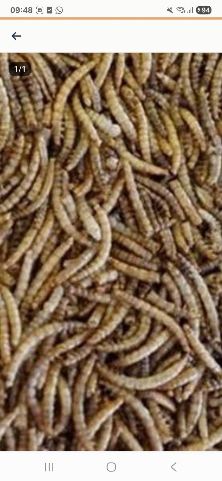 Verse Gedroogde meelwormen, Ophalen of Verzenden, Nieuw, Eten en Drinken