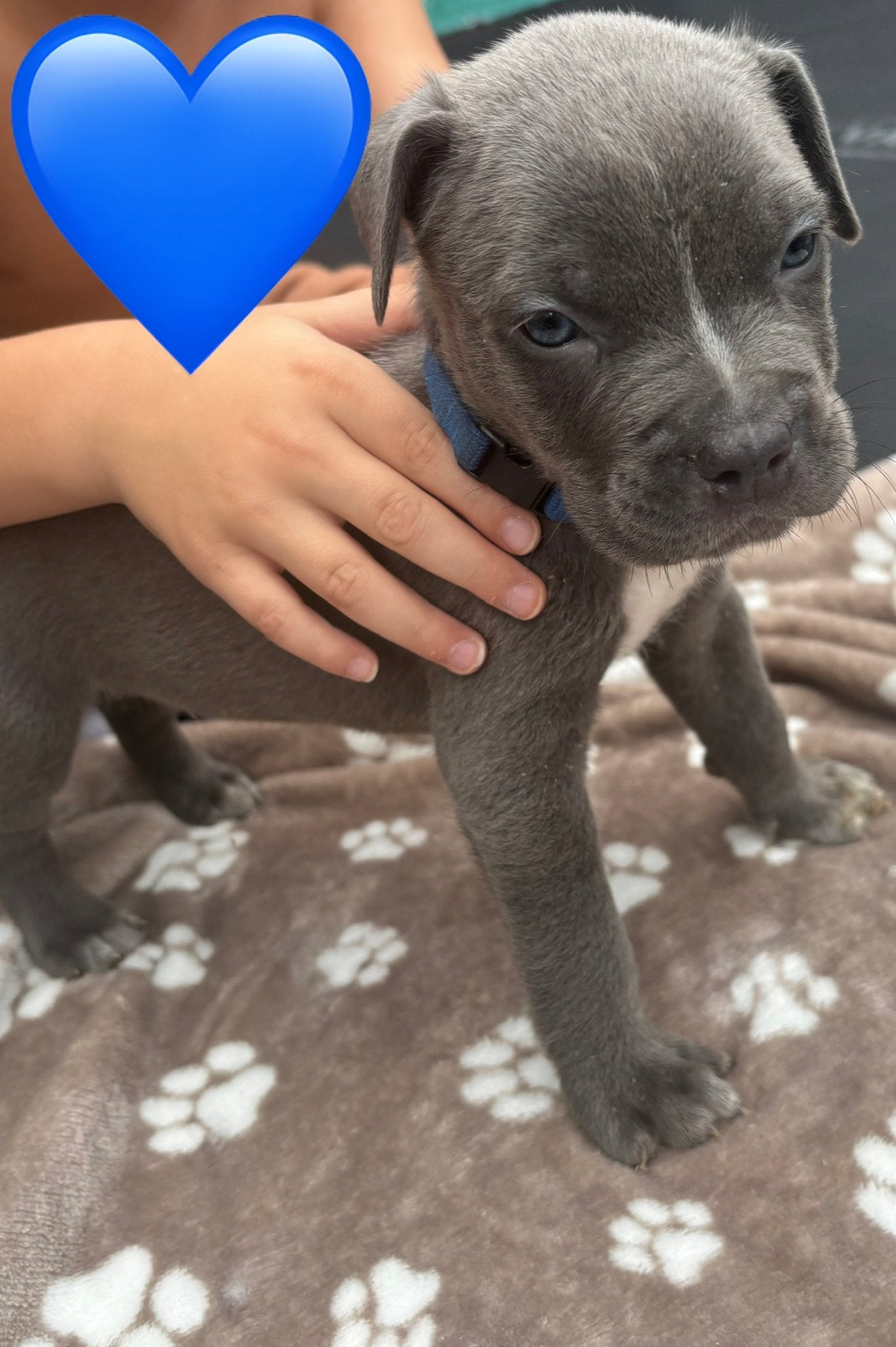 Puppies moeder Bully XL vader mastino X XXL Pitbull, Overige rassen, 8 tot 15 weken, Parvo, Meerdere