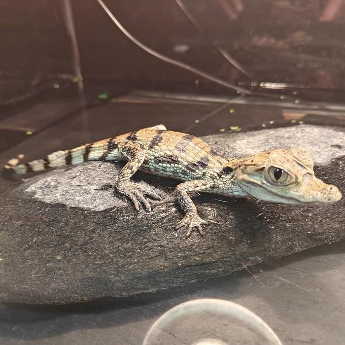 Caiman crocodilus, Dieren en Toebehoren, 0 tot 2 jaar