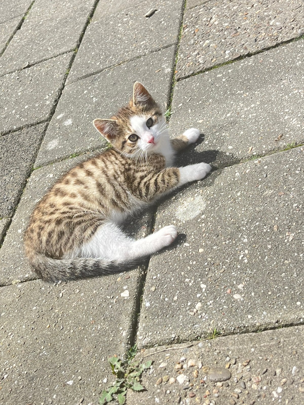 Lieve kittens, Dieren en Toebehoren, Meerdere dieren