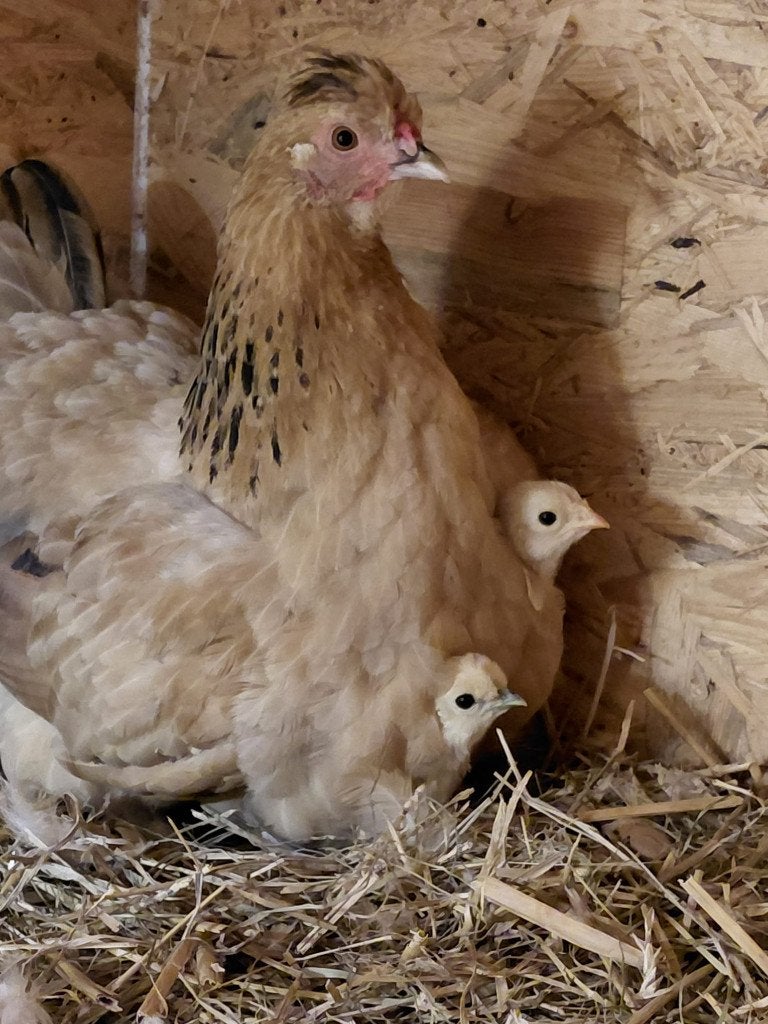 kip met 3 kuikentjes, Dieren en Toebehoren, Meerdere dieren, Kip
