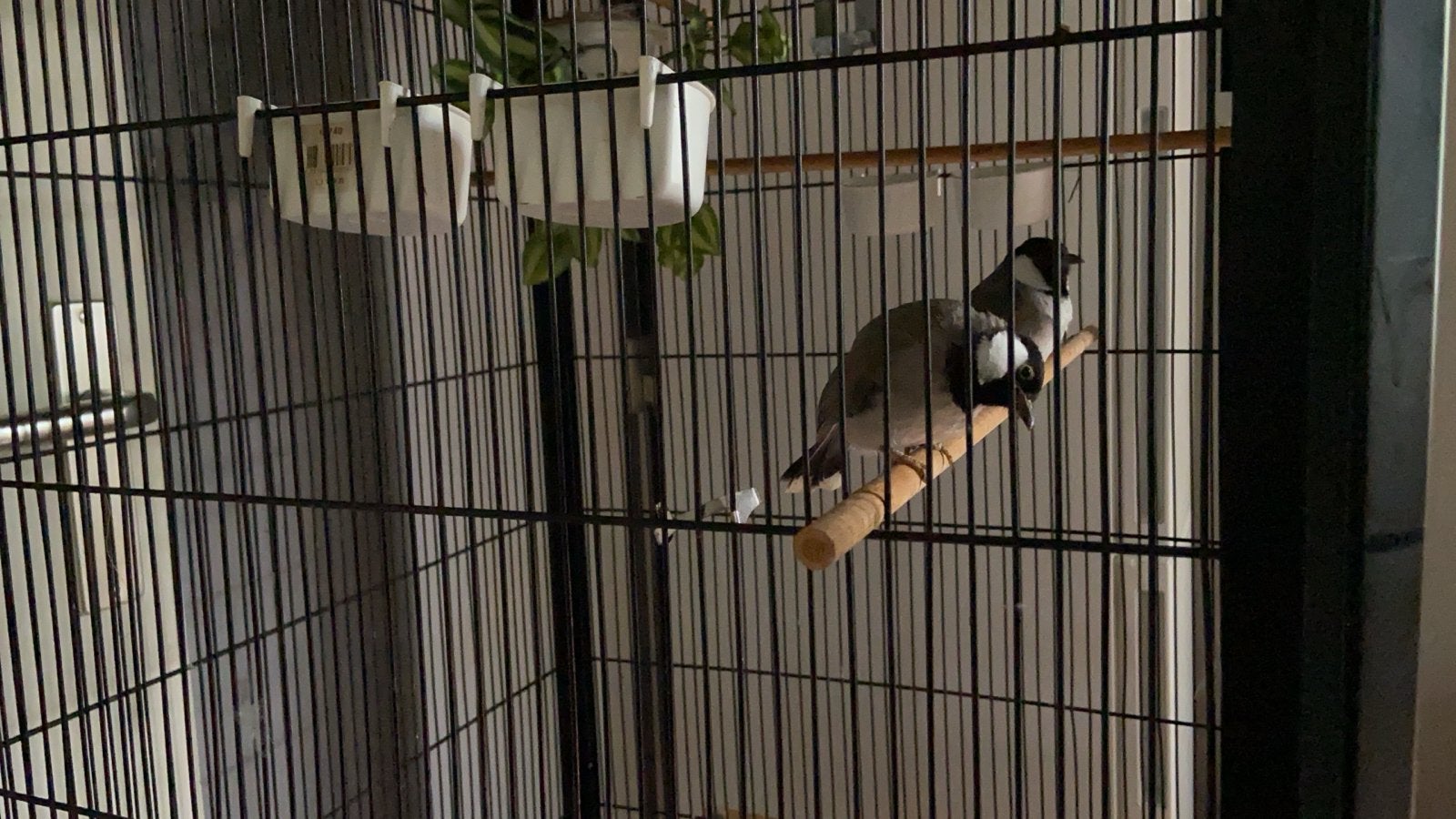 Een Bullbuul, Dieren en Toebehoren, Vogels | Overige Vogels, Vrouwelijk