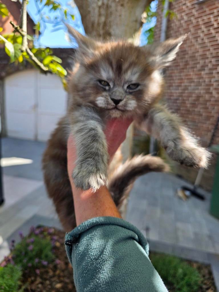 Prachtige Maine Coon kittens met stamboom!, Dieren en Toebehoren, Katten en Kittens | Raskatten | Langhaar, Met stamboom