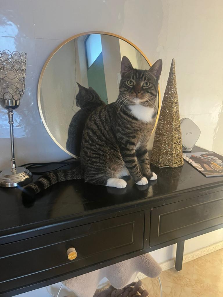 Lieve kitten zoekt nieuw baasje, Dieren en Toebehoren, Katten en Kittens | Overige Katten, Kater