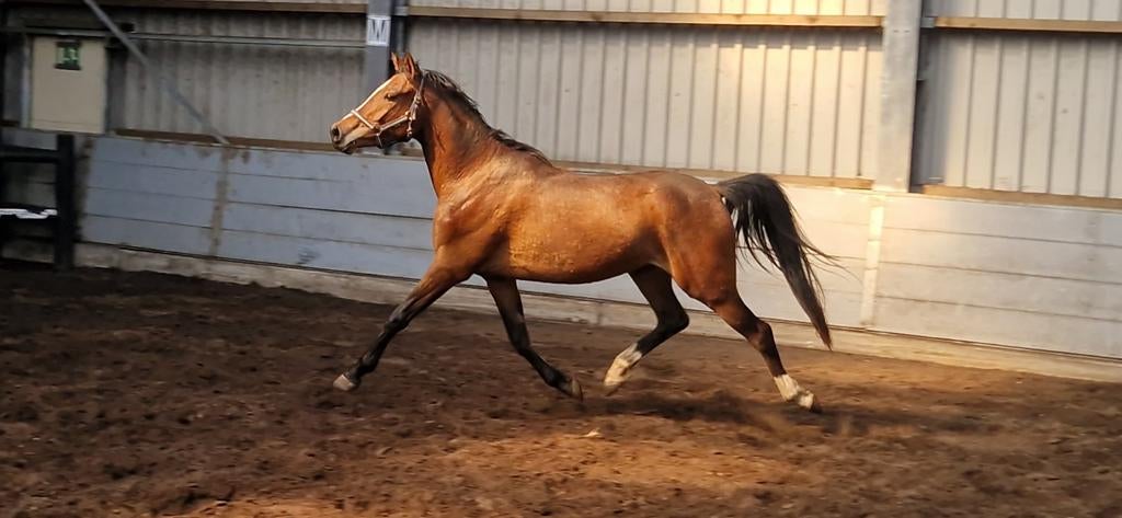 Zeer knappe nrps d pony IN PRIJS VERLAAGD, Dieren en Toebehoren, Pony's, Merrie, Met stamboom, Dressuurpony, 0 tot 2 jaar