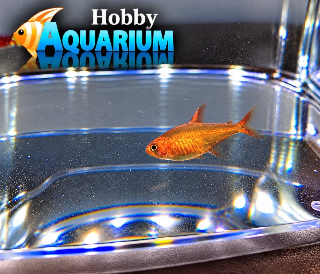 Hobbyaquarium vuurtetra kleine actieve vissen, Vis, Zoetwatervis, Schoolvis