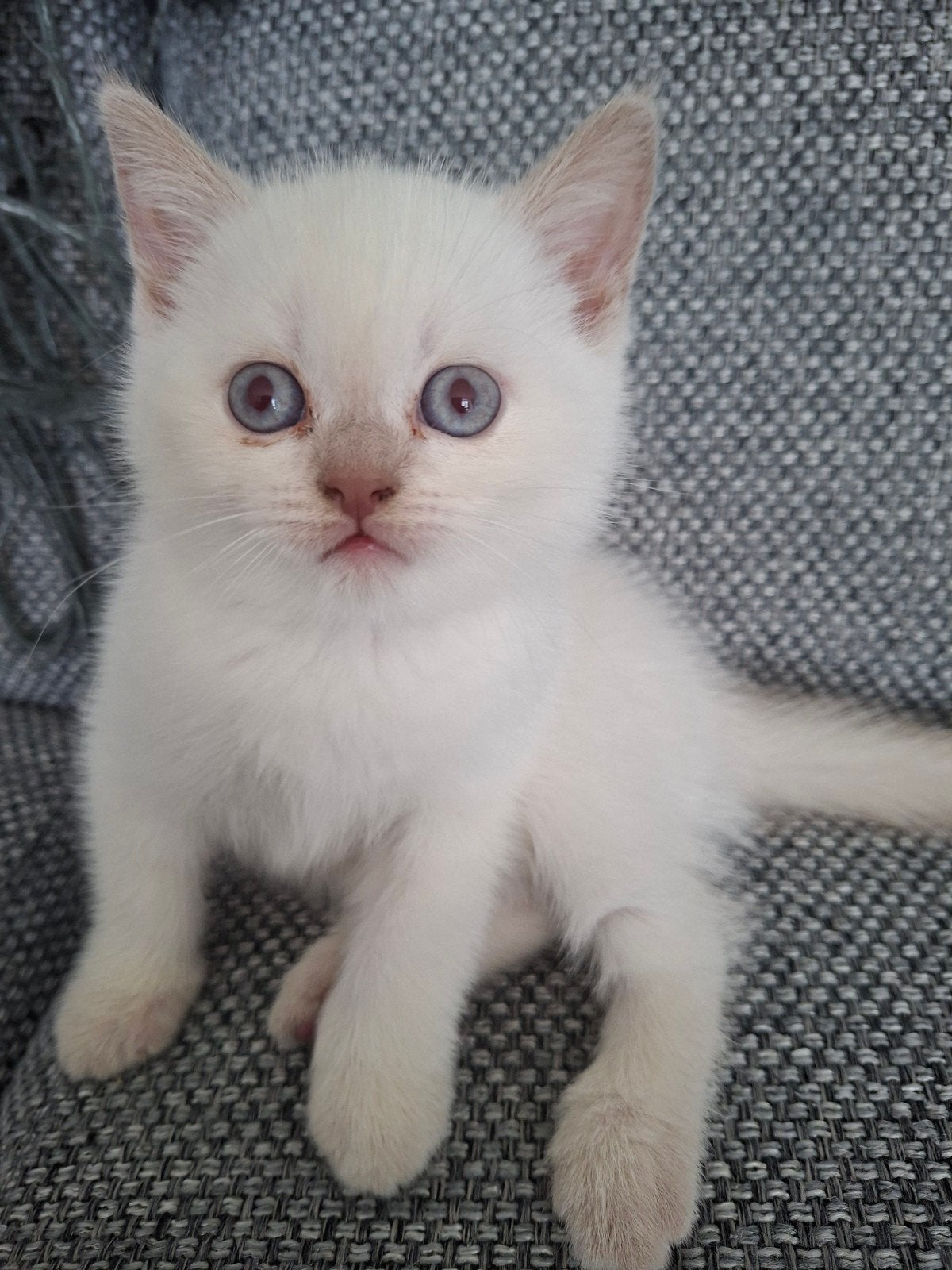 Britse korthaar bleupoint nestje 100% ras, Poes, Met stamboom, 0 tot 2 jaar