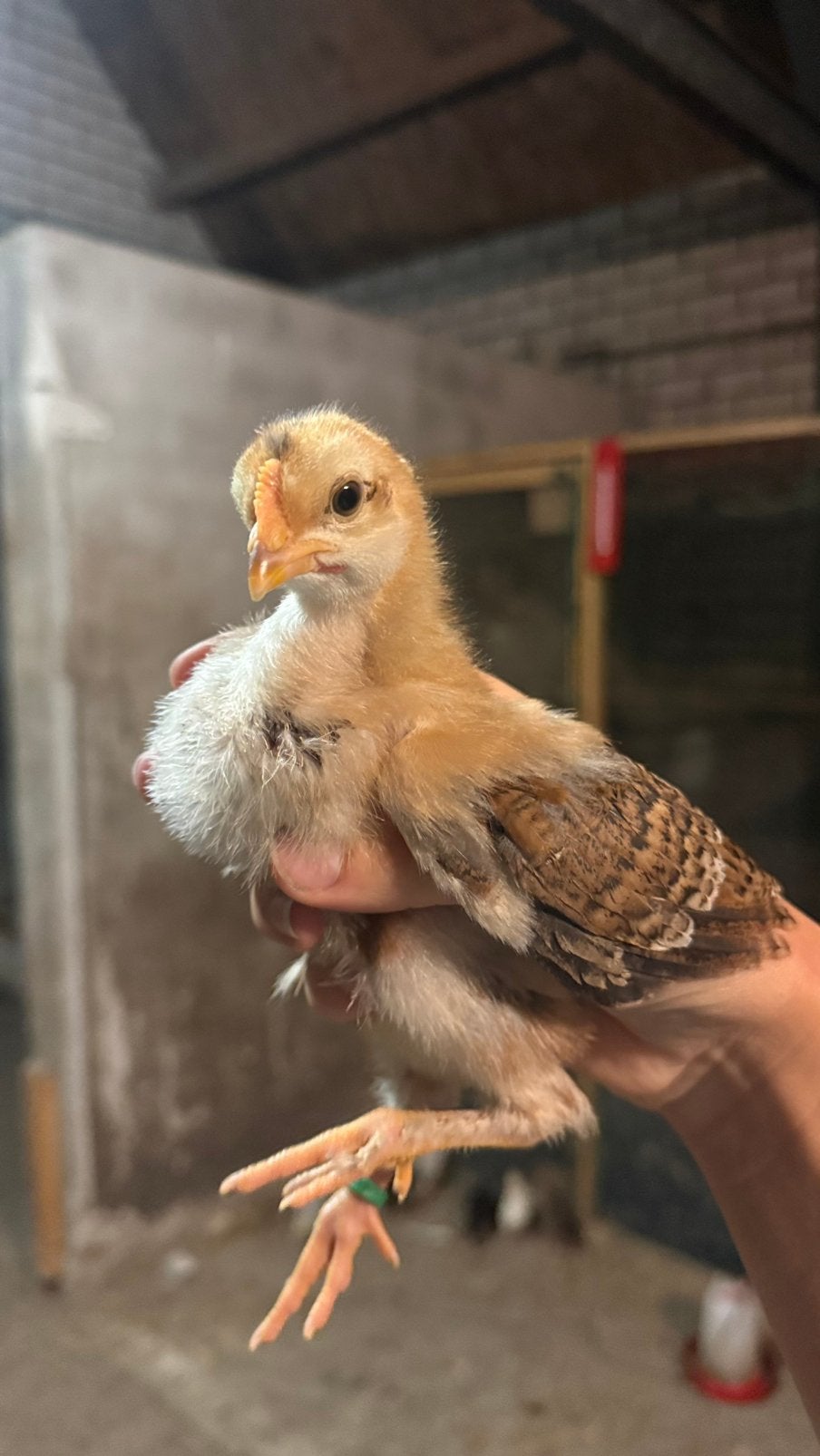 Hanen te koop, Dieren en Toebehoren, Pluimvee, Mannelijk, Kip