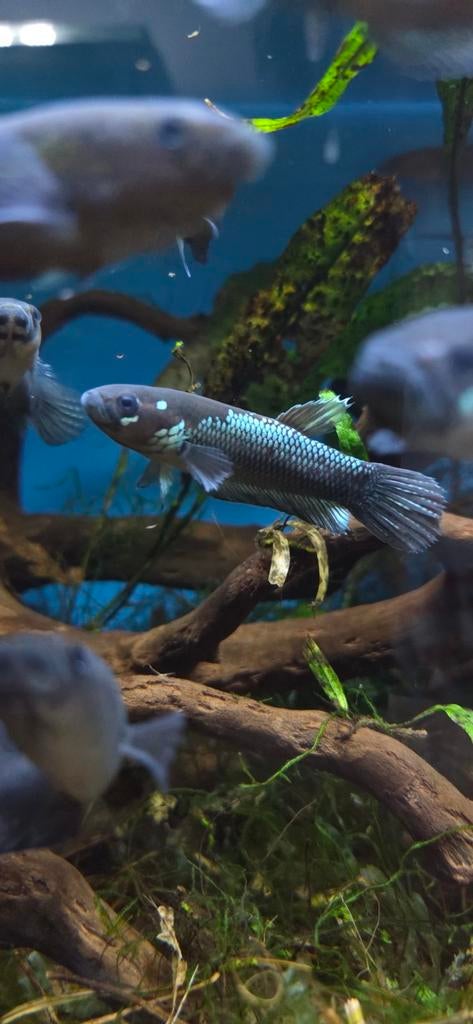 wilde betta ocellata f1, Vis, Zoetwatervis