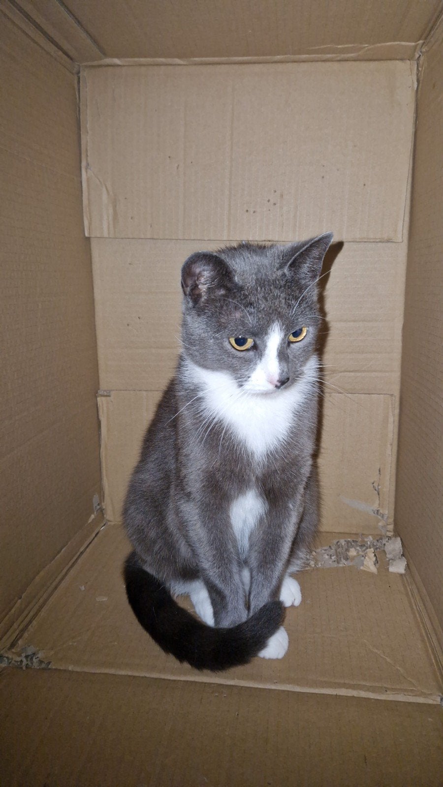 lieve kat, Dieren en Toebehoren, Kater, Gechipt