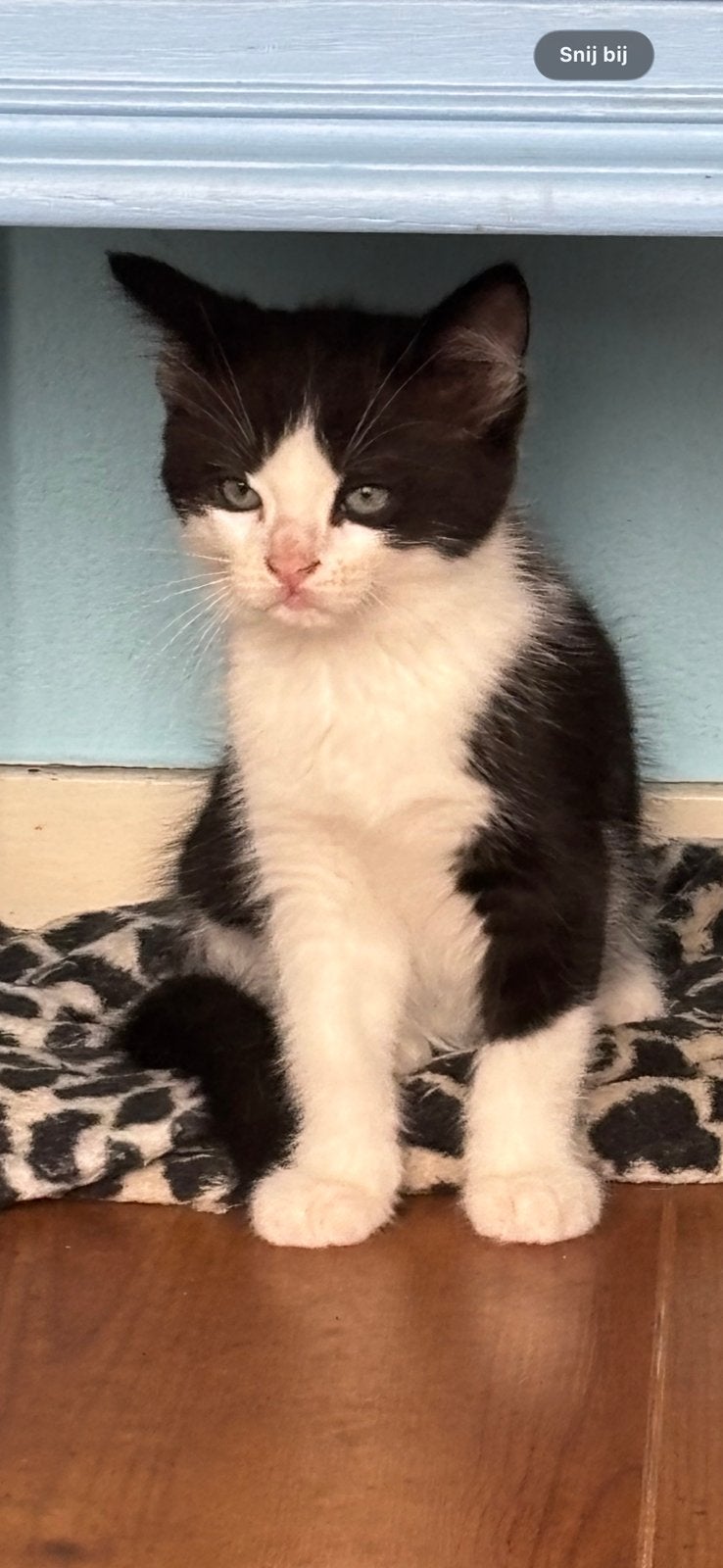 Kitten kater, Kater