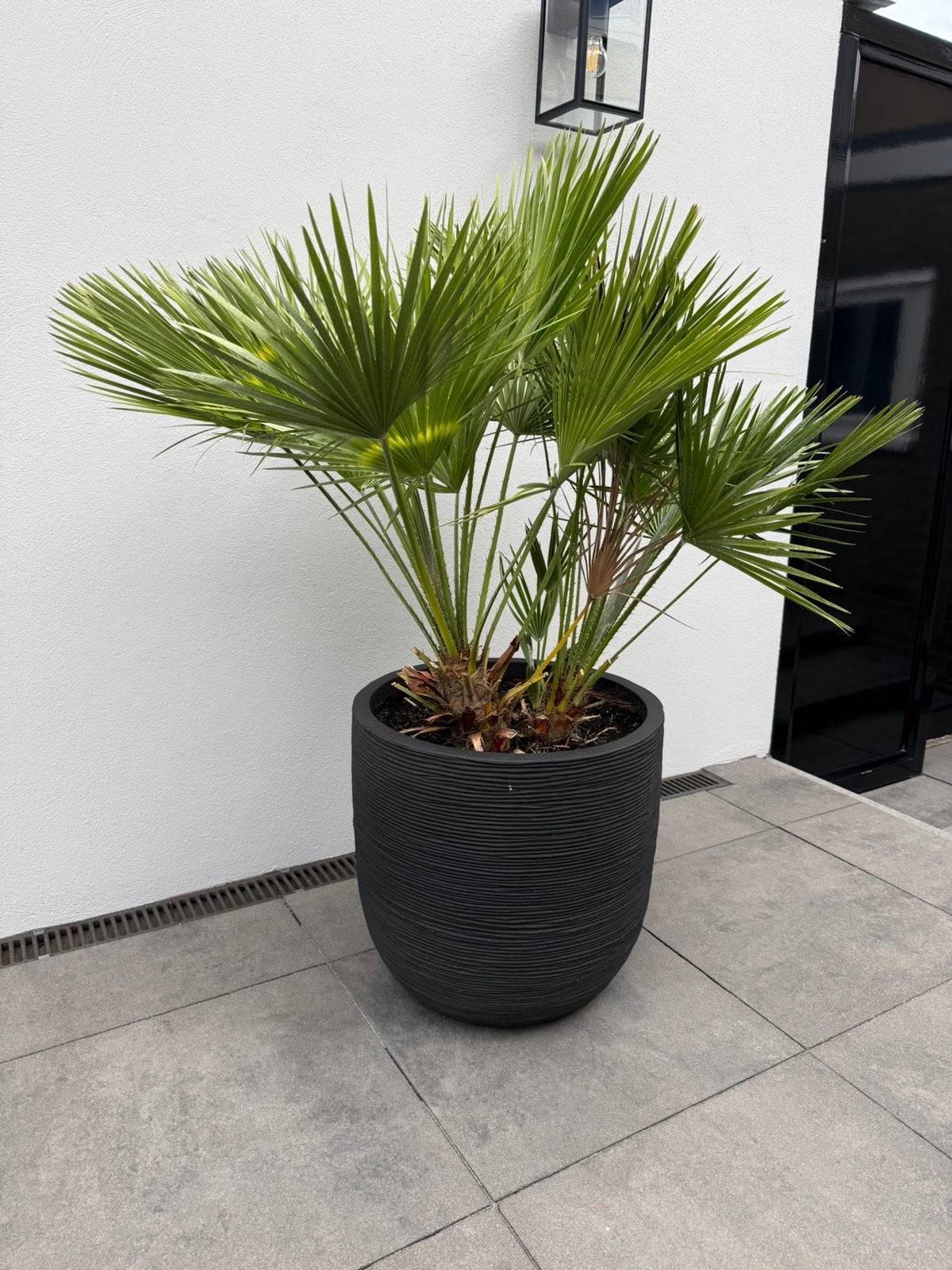 Zwarte pot met palm, Ophalen, Bloeit niet, Overige soorten, Volle zon