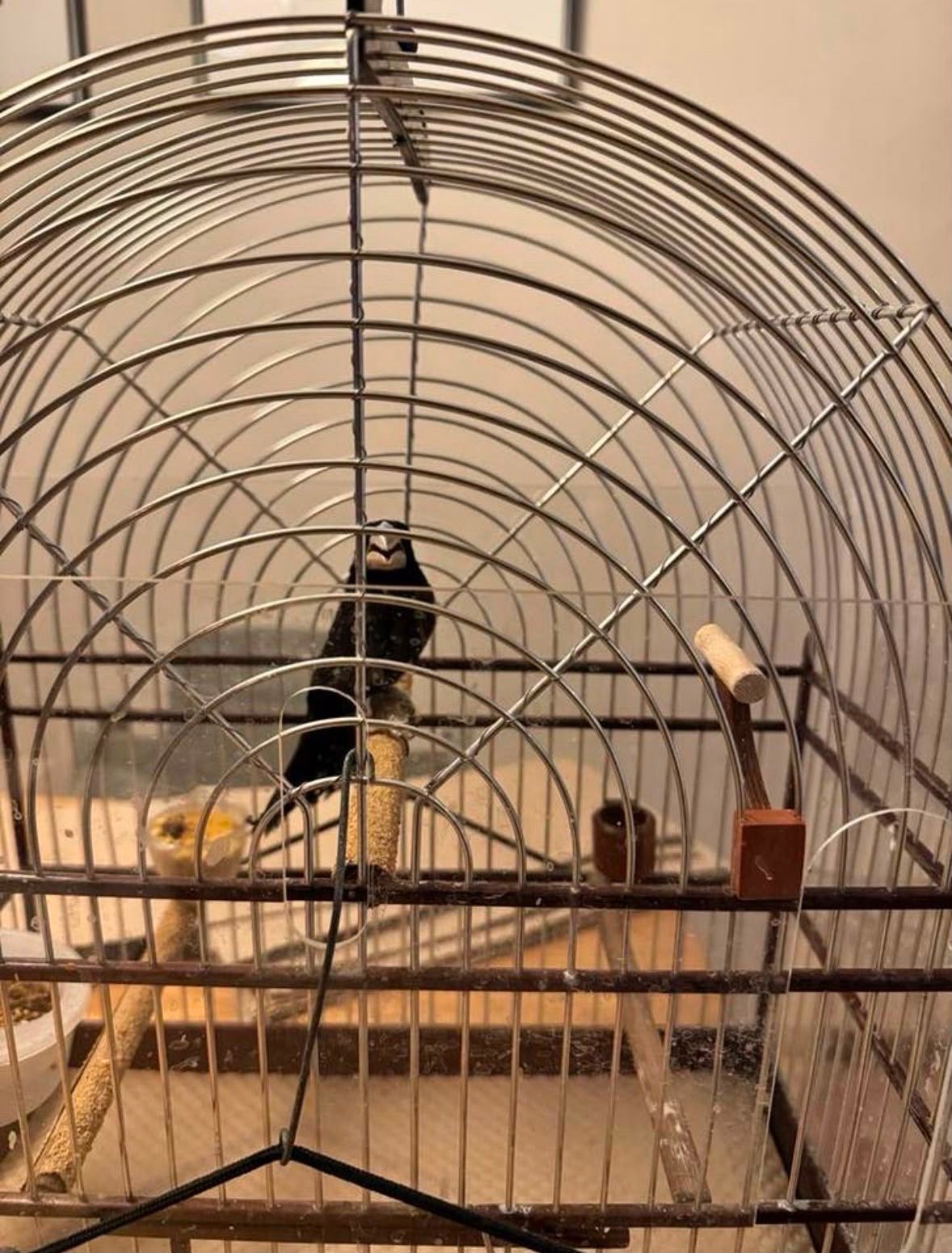 Twa twa sipa, Dieren en Toebehoren, Vogels | Overige Vogels, Mannelijk, Tropenvogel