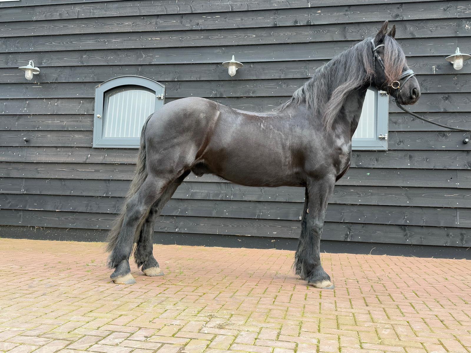 Friese ruin te koop, Dieren en Toebehoren, Ruin, 165 tot 170 cm, Met stamboom, 11 jaar of ouder