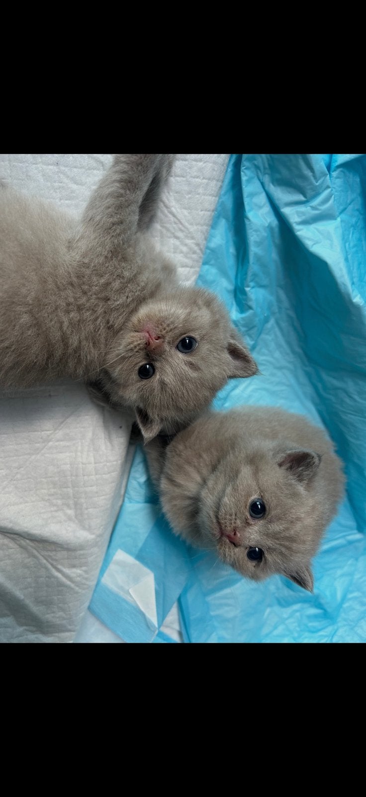 Britse korthaar Kittens, Dieren en Toebehoren, Meerdere dieren, Ontwormd