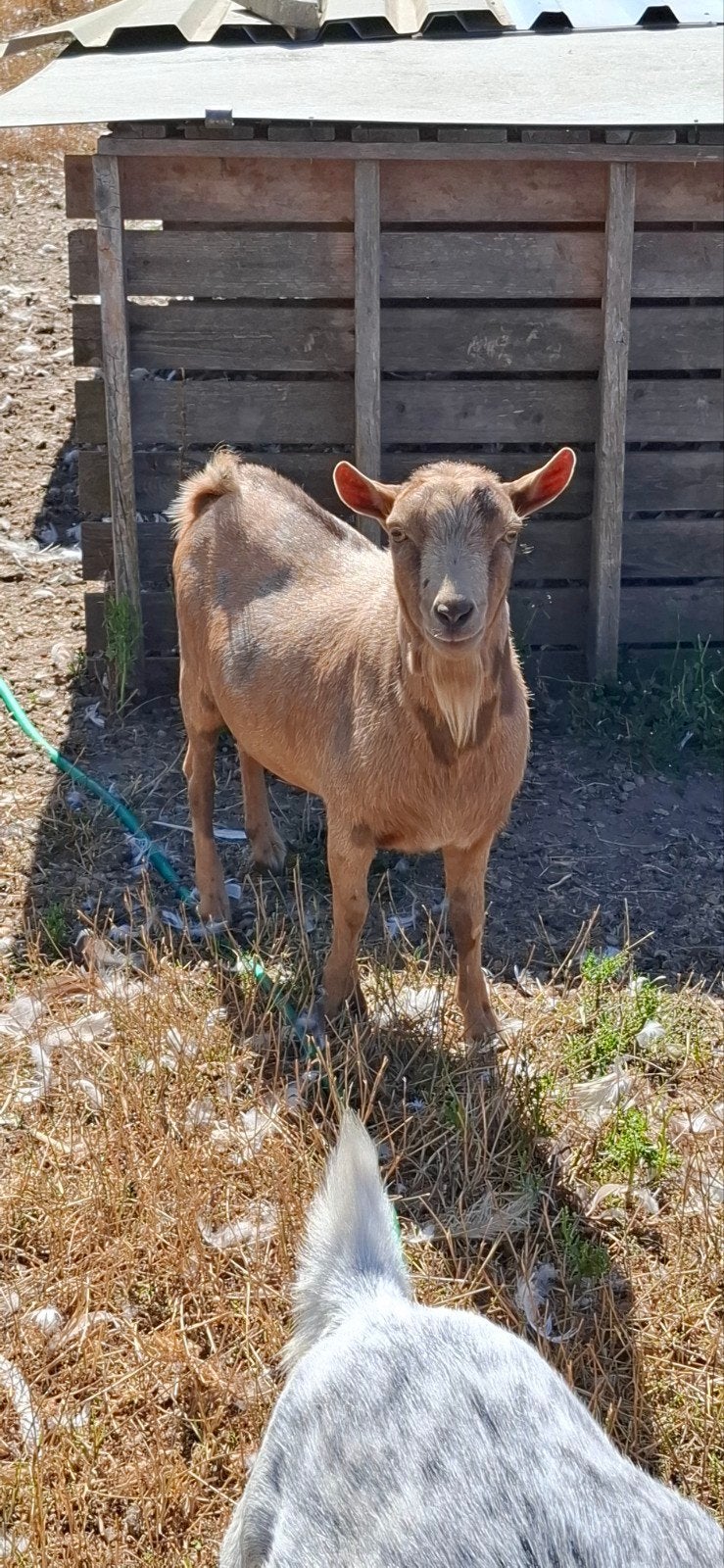 maanvlek bok over jarig, Dieren en Toebehoren, Schapen, Geiten en Varkens, Mannelijk, Geit