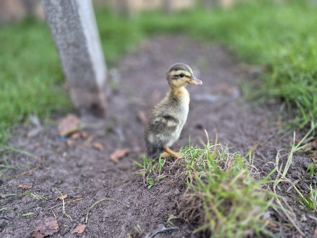 Jonge indische loopeenden BONT gekleurd, Meerdere dieren, Eend