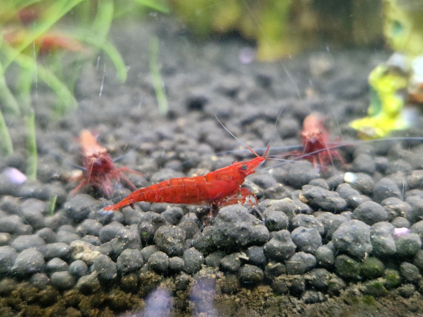 Garnalen cherry shrimp, Dieren en Toebehoren, Vissen | Aquariumvissen, Kreeft, Krab of Garnaal