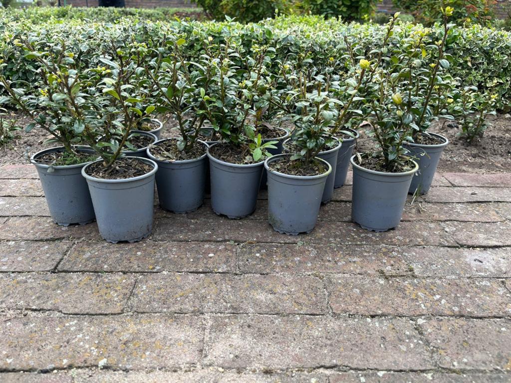 Ilex Crenata de ideale buxus vervanger, nergens goedkoper, Ophalen, Vaste plant, Overige soorten, Halfschaduw