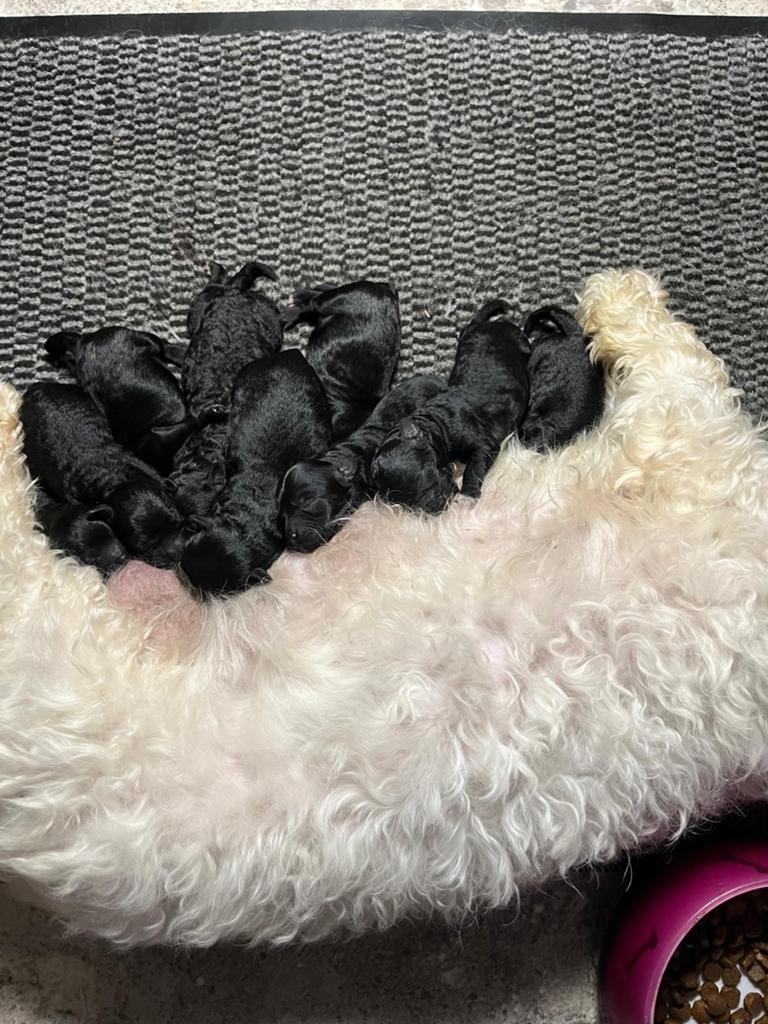 Maltipoo, Overige rassen, Meerdere, Meerdere dieren, Nederland