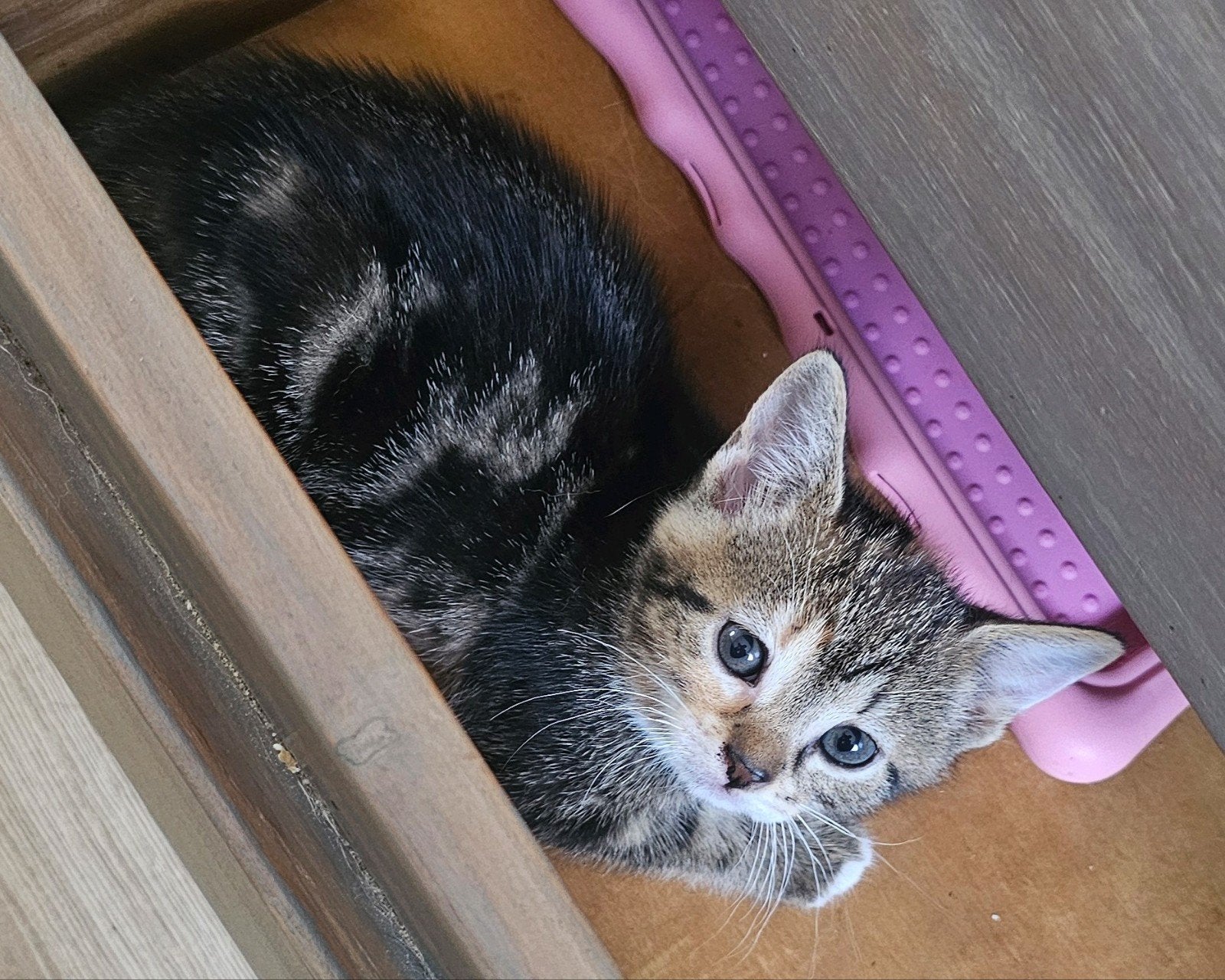 Maine Coon kruising, kitten, poes, Poes, Kortharig, 0 tot 2 jaar