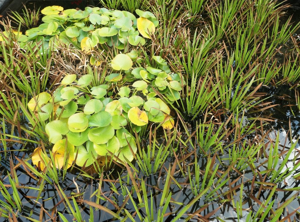 Gezonde Krabbenscheer - Ideale Zuurstofplant voor de Vijver, Tuin en Terras, Vijvers, Ophalen, Zo goed als nieuw