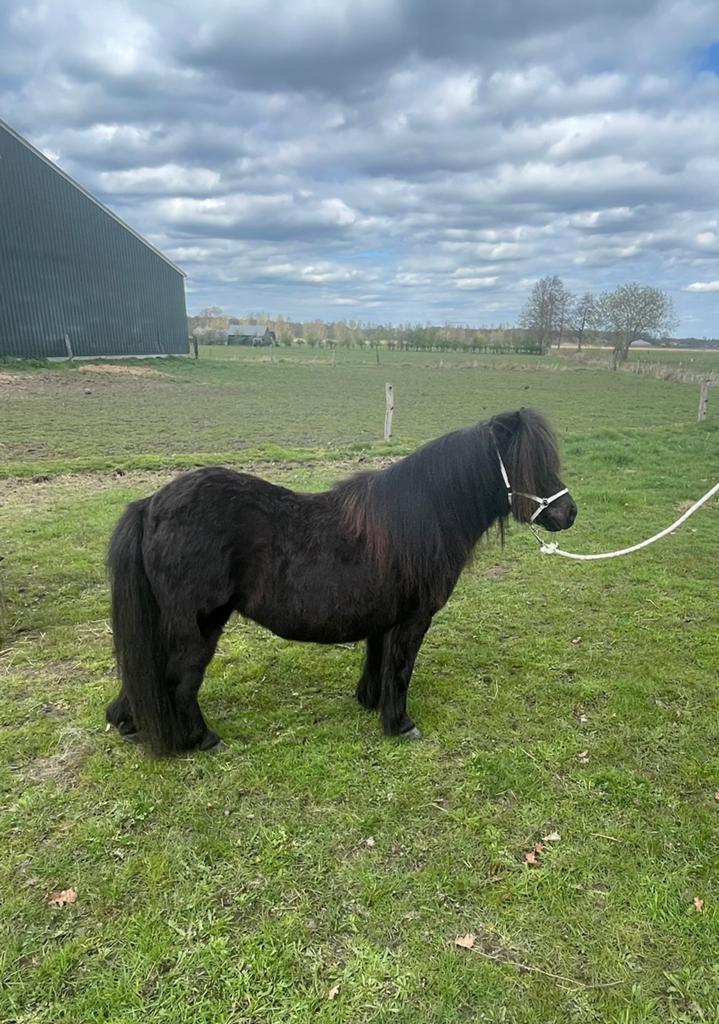 Superleuke en knappe Shetland pony mini merrie, Dieren en Toebehoren, Pony's, Merrie, A pony (tot 1.17m), Met stamboom, 3 tot 6 jaar