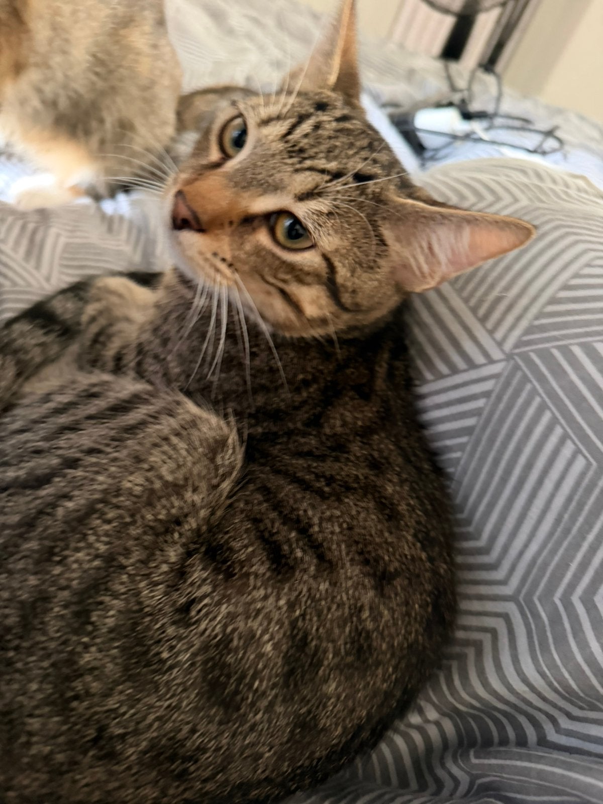 Kitten, Poes