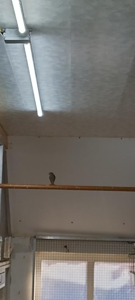 Gekraagde roodstaart pop, Vrouwelijk, Wildzangvogel, Geringd
