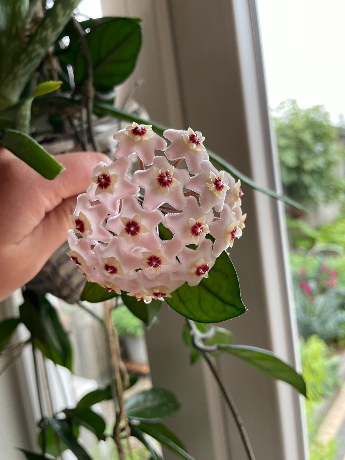 hoya carnosa stek met wortels, Huis en Inrichting, Ophalen of Verzenden, Halfschaduw, Minder dan 100 cm