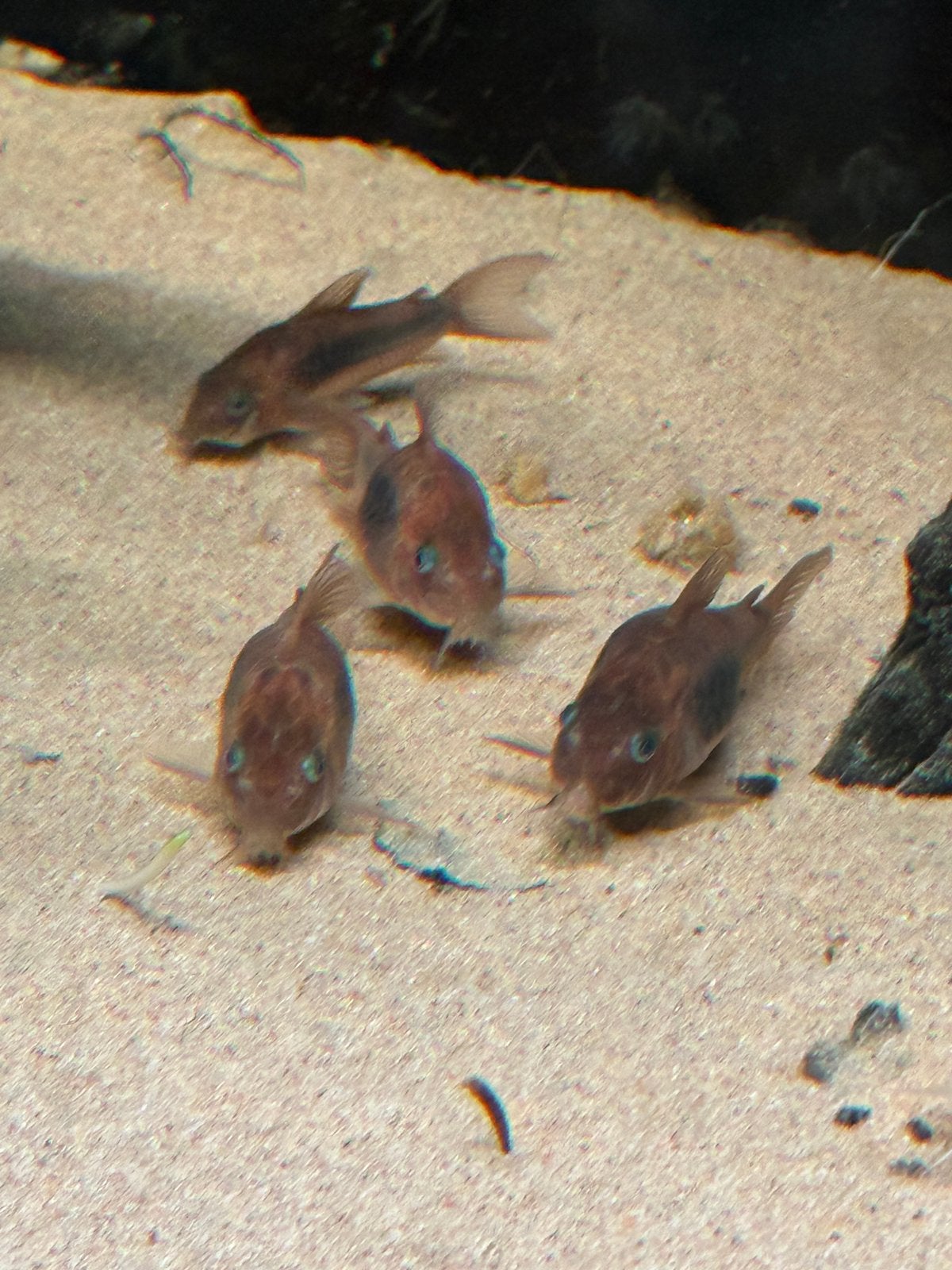 Corydoras 12x, Vis
