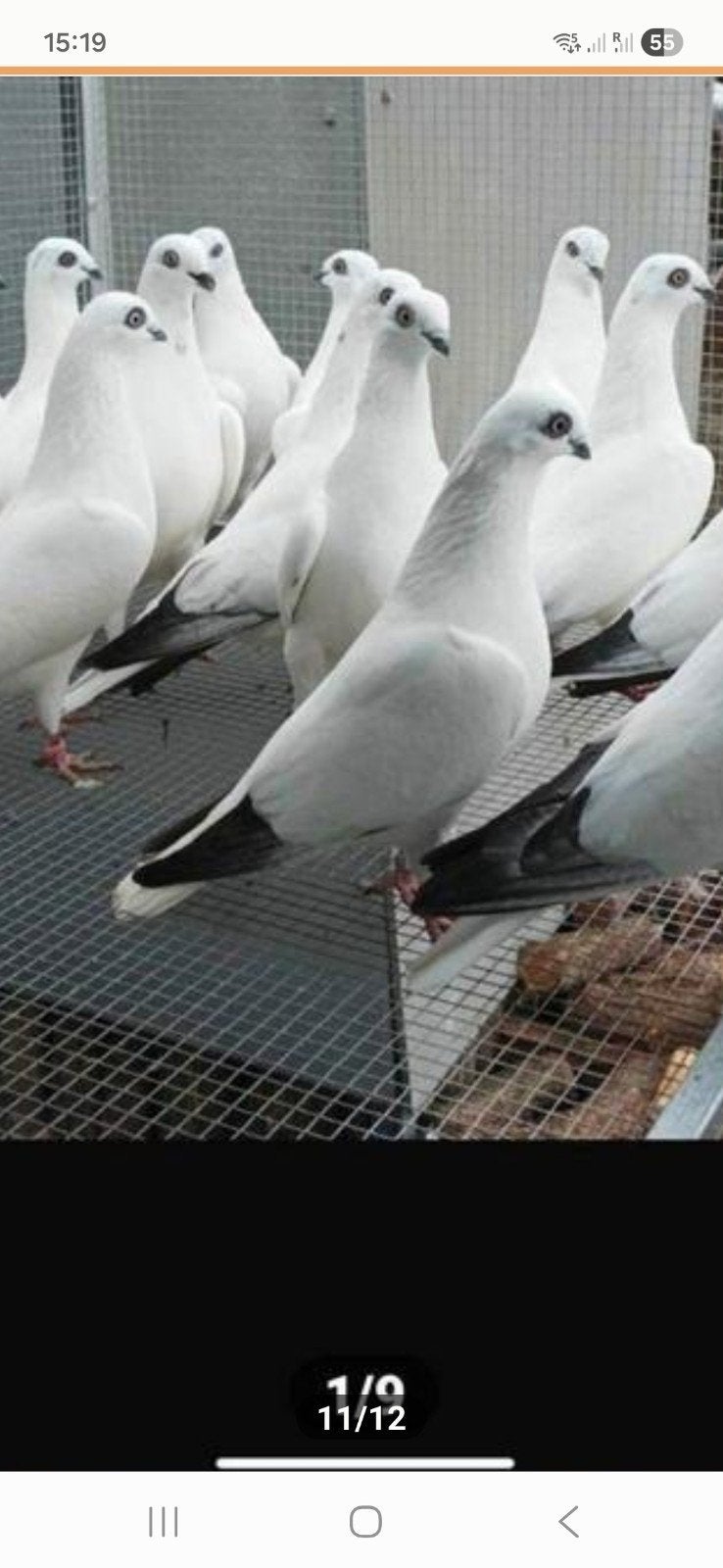 Hoogvliegers Weners en Budepesters tel. 0652438153, Dieren en Toebehoren, Vogels | Duiven, Meerdere dieren