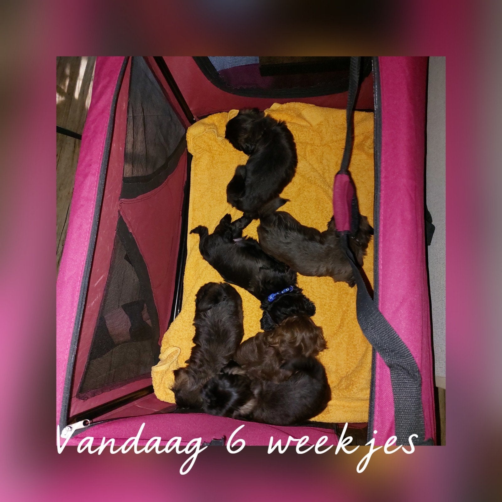 Shih tzu pups 💖, Overige rassen, 8 tot 15 weken, Meerdere, Meerdere dieren