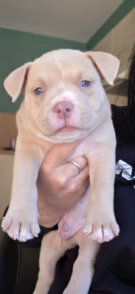 American Bully pocket pup met ABKC stamboom, Dieren en Toebehoren, België, Fokker | Hobbymatig, 8 tot 15 weken, Parvo