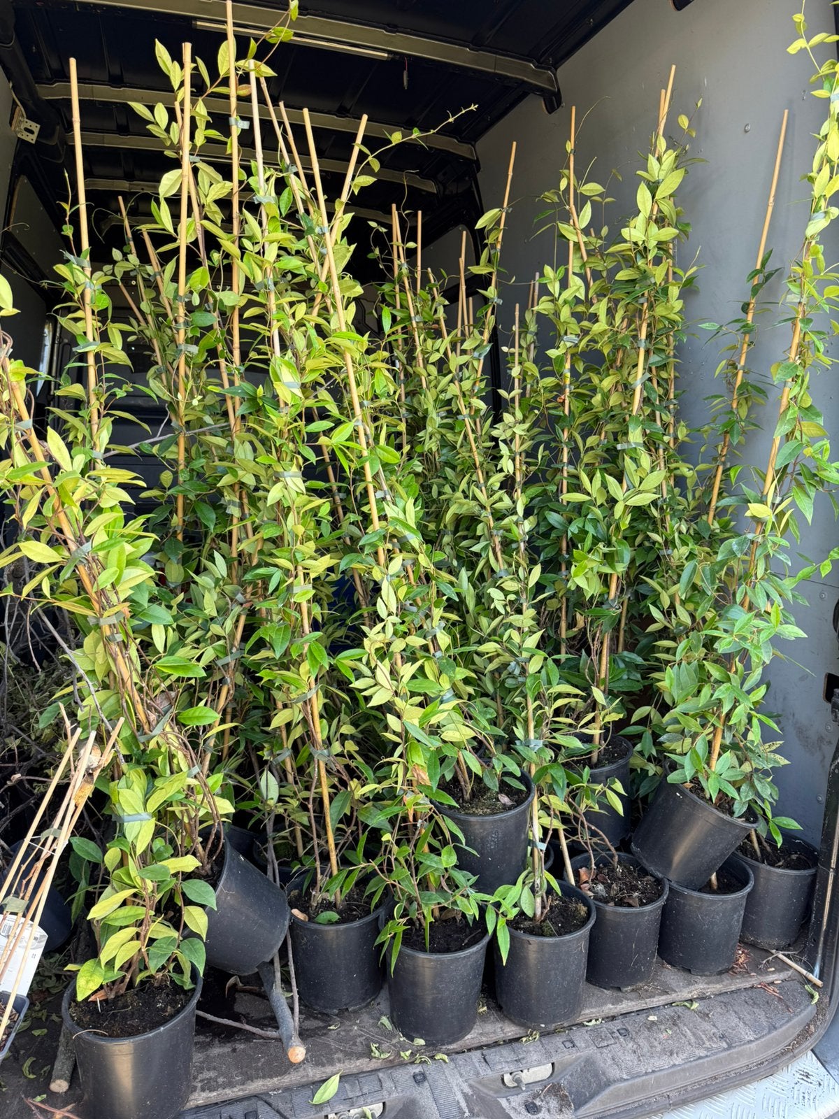 Toscaanse jasmijnen 125/150 hoog partij  nu slechts 7,95 pst, Tuin en Terras, Planten | Tuinplanten, Ophalen, Volle zon, Vaste plant