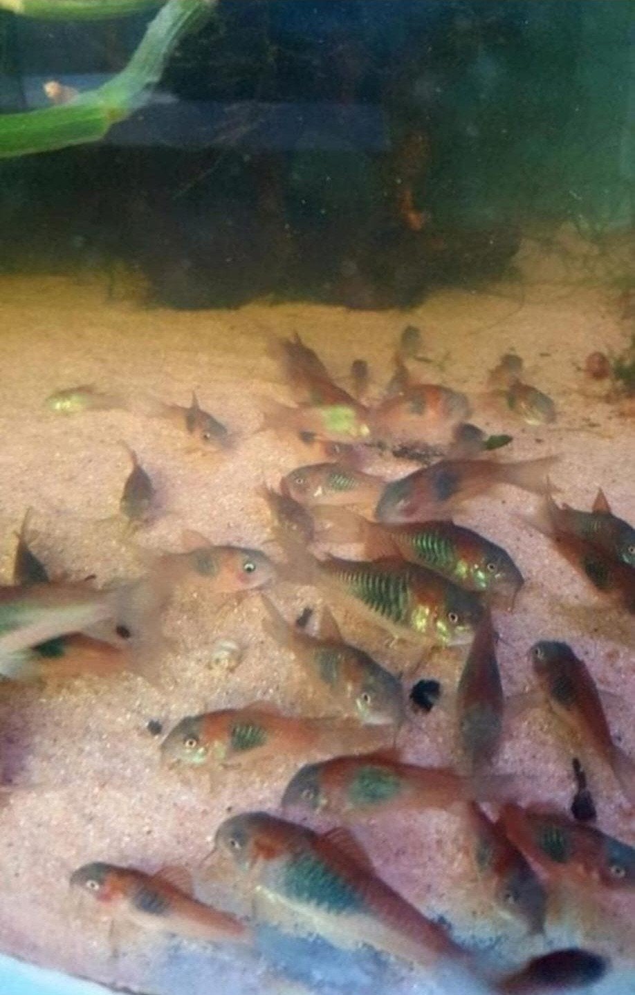 CORYDORA ORANGE VENEZUELA, Vis