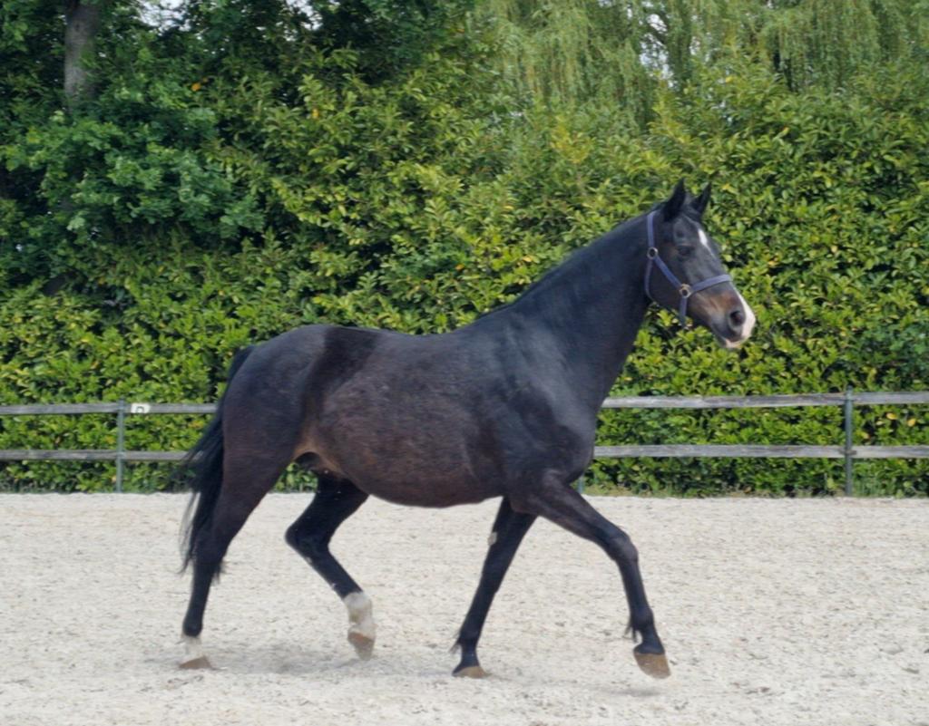 Leuke merries 6 en 13jr, Dieren en Toebehoren, Paarden, Merrie