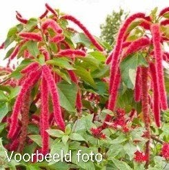 Amaranthus 'Dreadlocks' - Sierlijke Amarant, Tuin en Terras, Planten | Tuinplanten, Volle zon, Eenjarig, Zomer, Ophalen