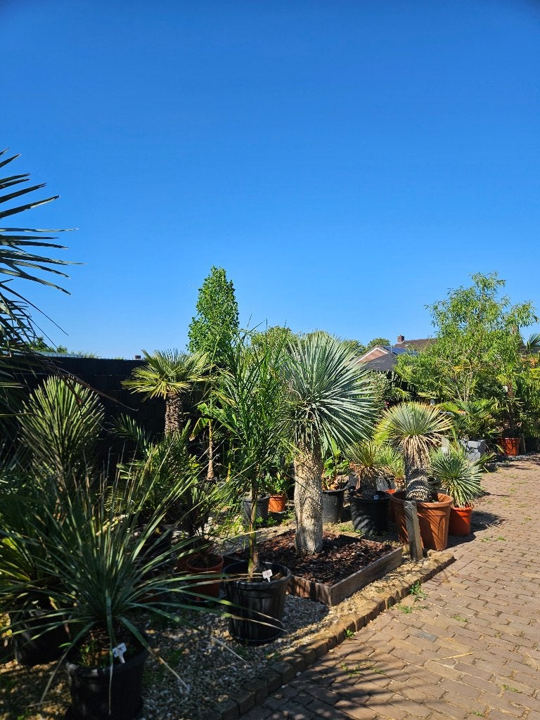 SUMMER-SALE AANBIEDING 25 % KORTING OP PALMEN EN OLIJFBOMEN, Tuin en Terras, Planten | Bomen, Palmboom, 100 tot 250 cm, Volle zon